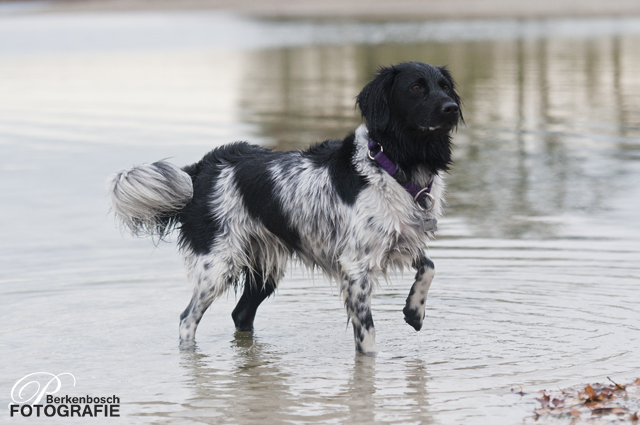 Stabyhoun.nl Stabyhoun.nl