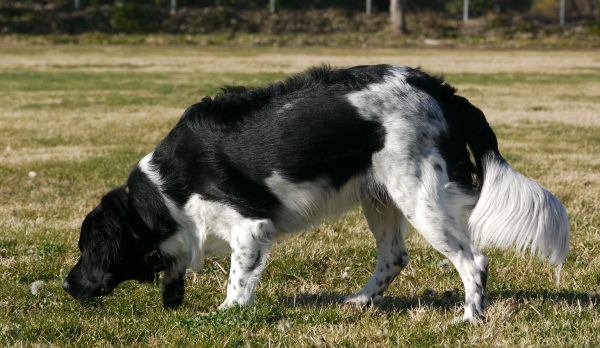 Stabyhoun.nl Stabyhoun.nl