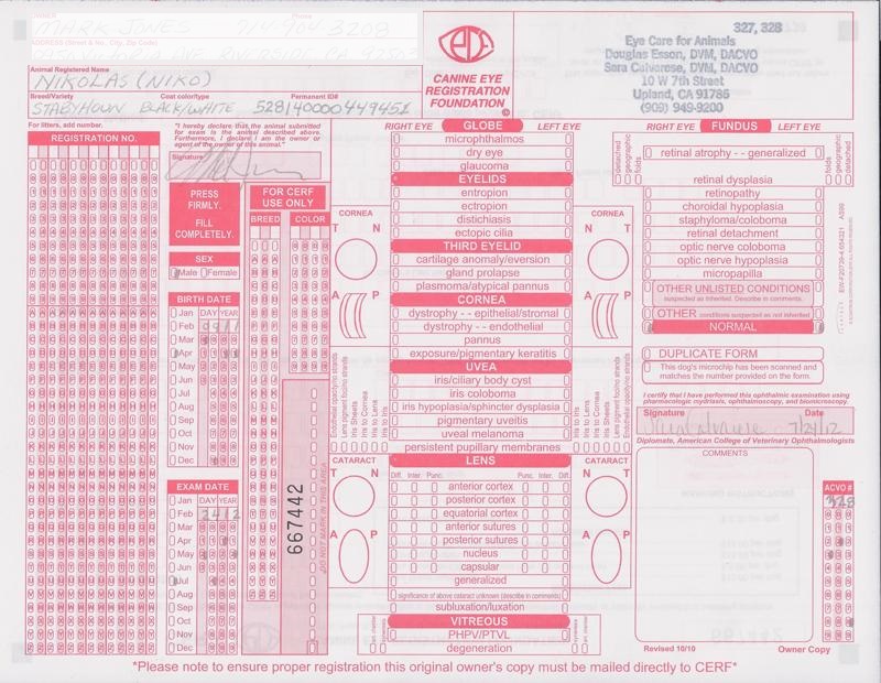 Stabyhoun.nl Stabyhoun.nl