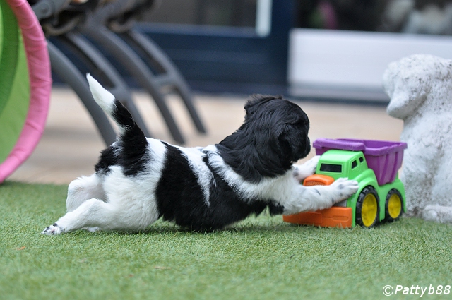 Stabyhoun.nl Stabyhoun.nl