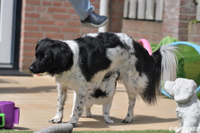 Stabyhoun.nl Stabyhoun.nl