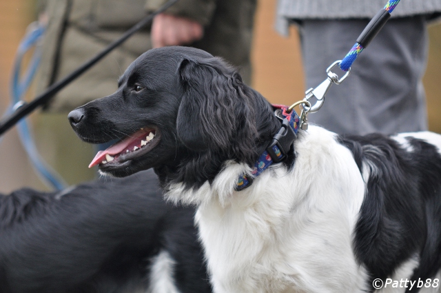 Stabyhoun.nl Stabyhoun.nl