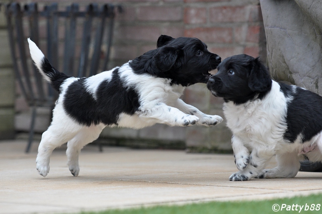 Stabyhoun.nl Stabyhoun.nl