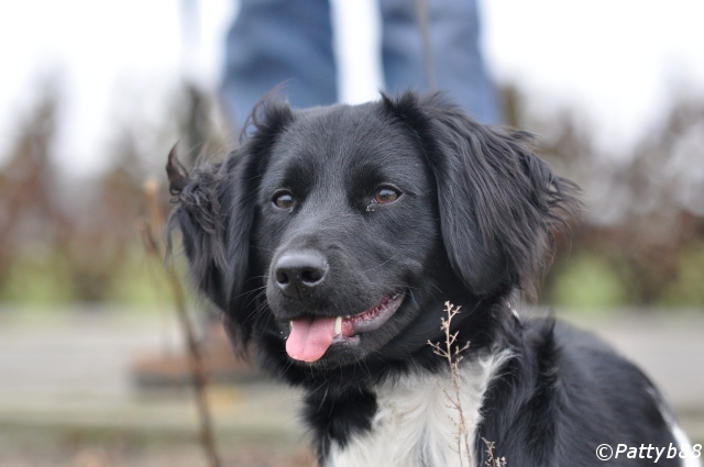 Stabyhoun.nl Stabyhoun.nl