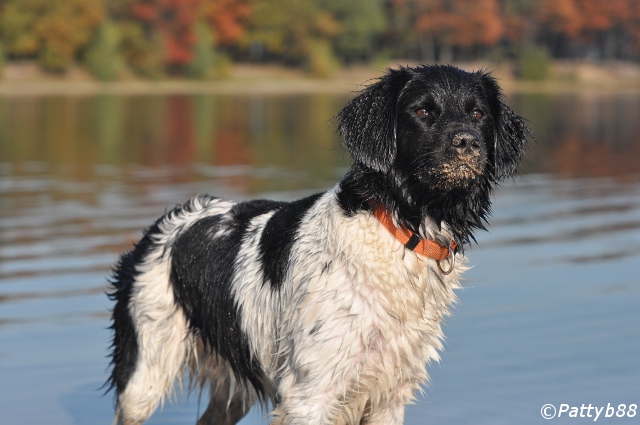 Stabyhoun.nl Stabyhoun.nl