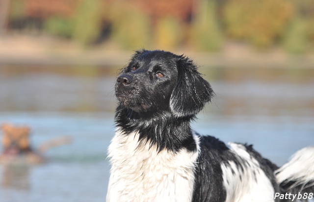 Stabyhoun.nl Stabyhoun.nl