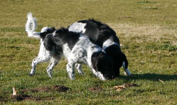 Stabyhoun.nl Stabyhoun.nl