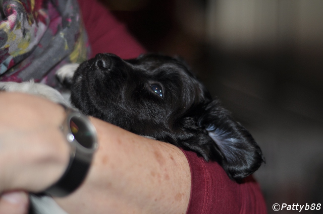 Stabyhoun.nl Stabyhoun.nl