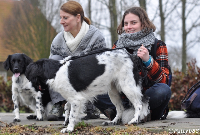 Stabyhoun.nl Stabyhoun.nl