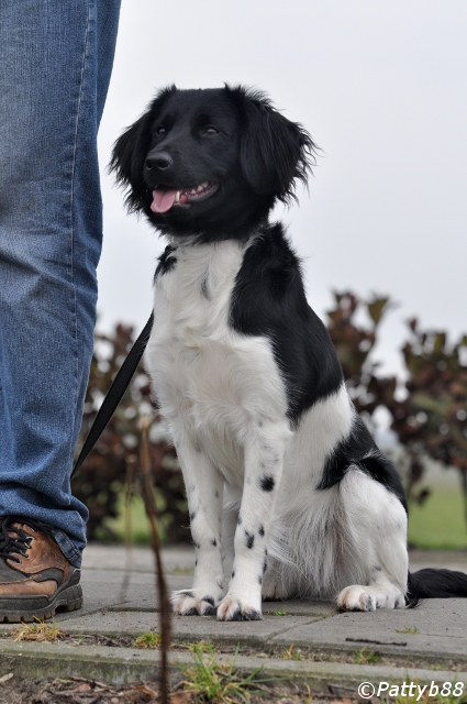 Stabyhoun.nl Stabyhoun.nl