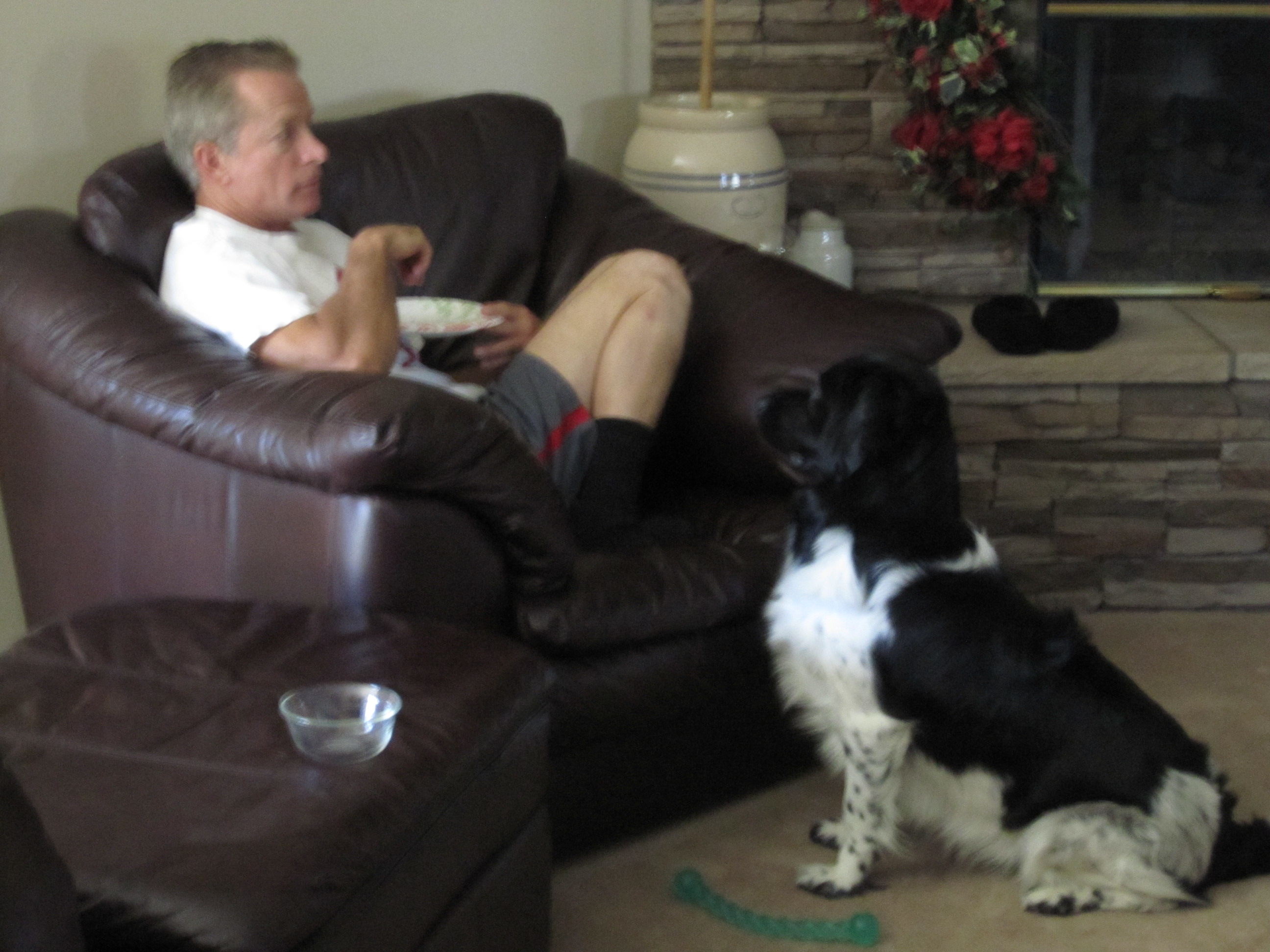 Stabyhoun.nl Stabyhoun.nl