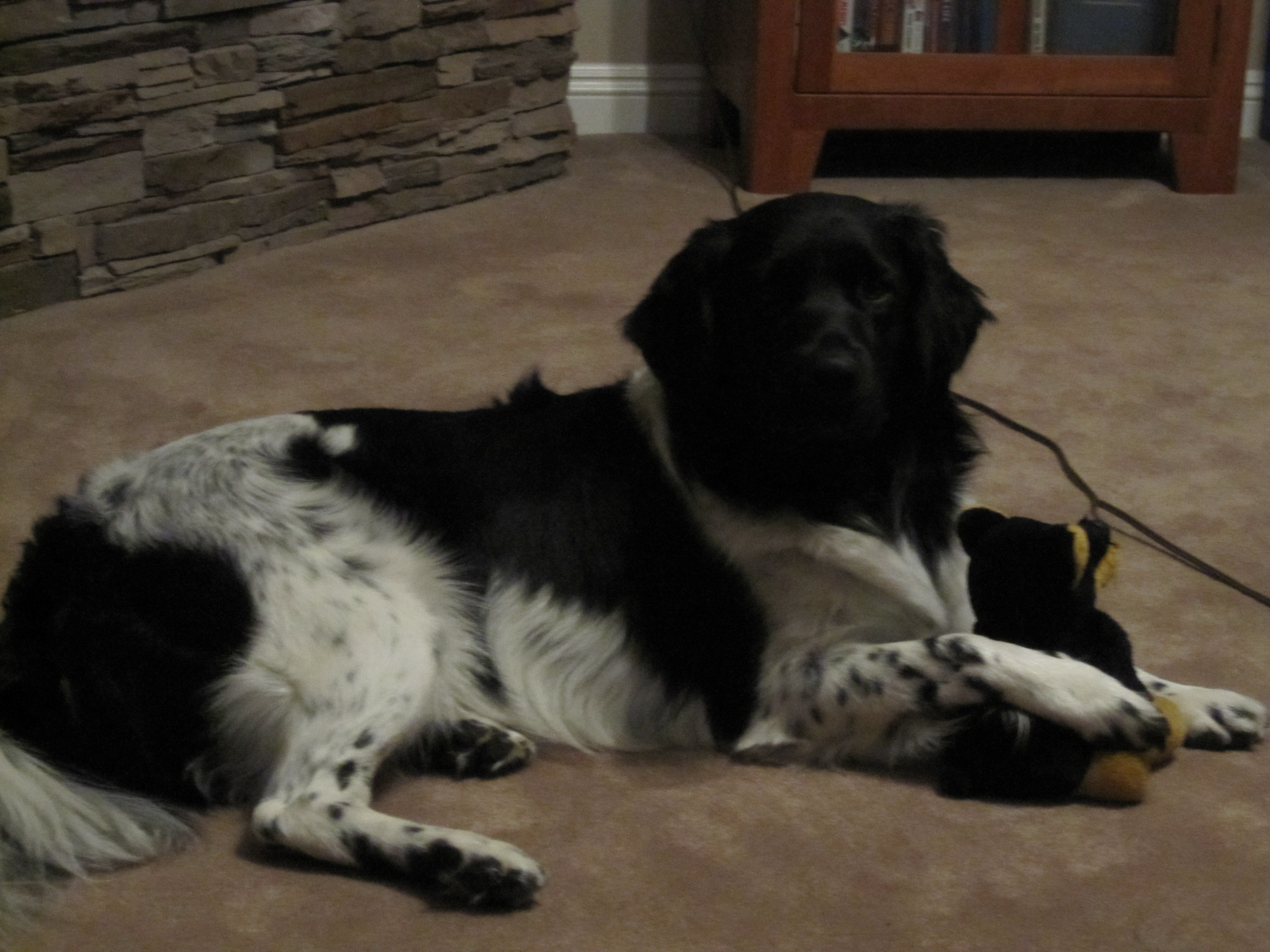 Stabyhoun.nl Stabyhoun.nl