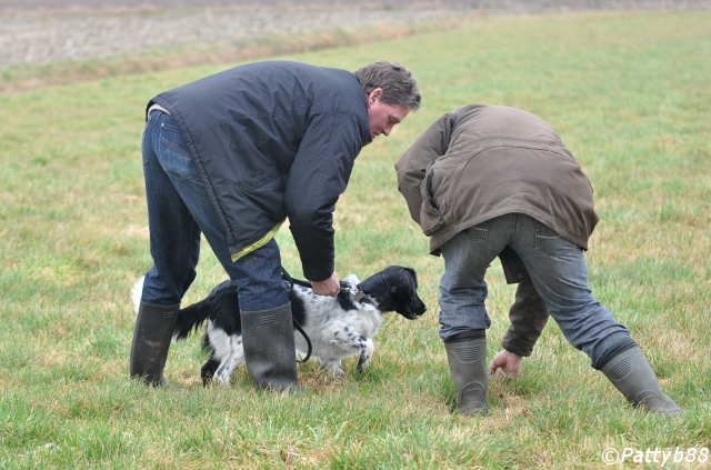 Stabyhoun.nl Stabyhoun.nl