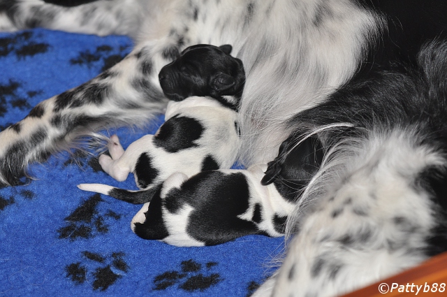 Stabyhoun.nl Stabyhoun.nl