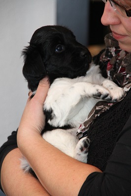 Stabyhoun.nl Stabyhoun.nl