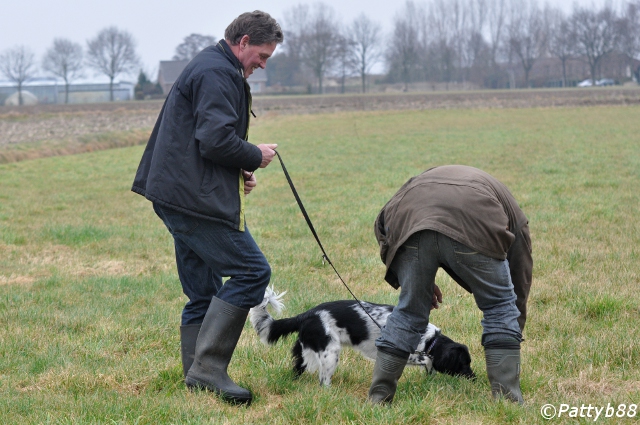 Stabyhoun.nl Stabyhoun.nl