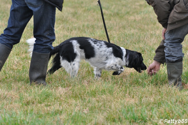 Stabyhoun.nl Stabyhoun.nl