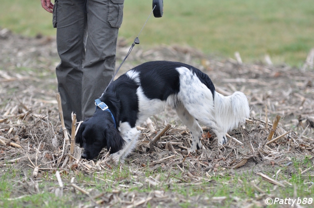 Stabyhoun.nl Stabyhoun.nl