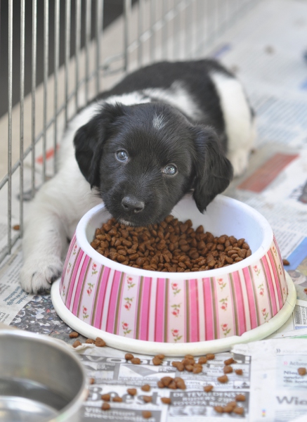 Stabyhoun.nl Stabyhoun.nl