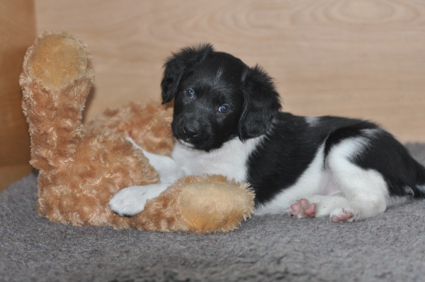 Stabyhoun.nl Stabyhoun.nl