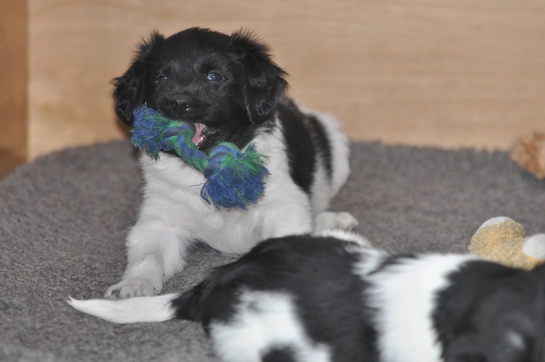 Stabyhoun.nl Stabyhoun.nl