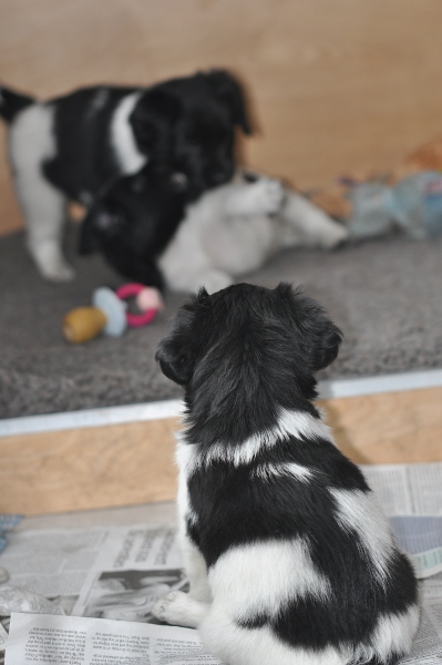 Stabyhoun.nl Stabyhoun.nl