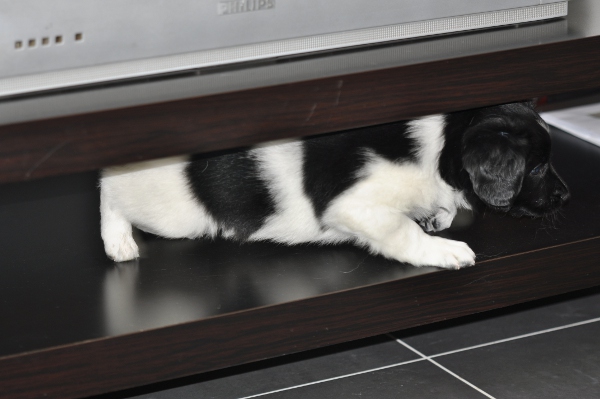 Stabyhoun.nl Stabyhoun.nl