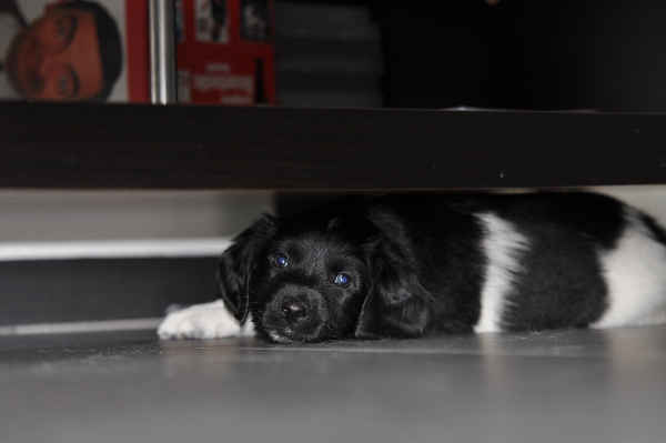 Stabyhoun.nl Stabyhoun.nl