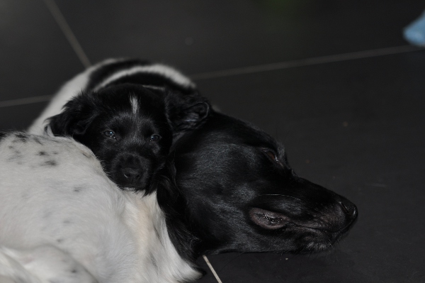 Stabyhoun.nl Stabyhoun.nl