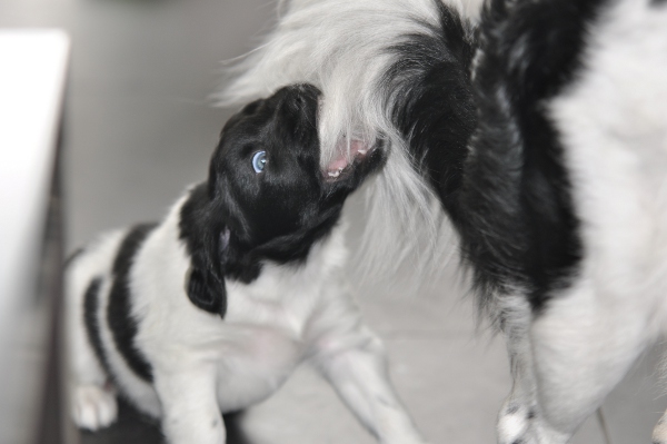 Stabyhoun.nl Stabyhoun.nl