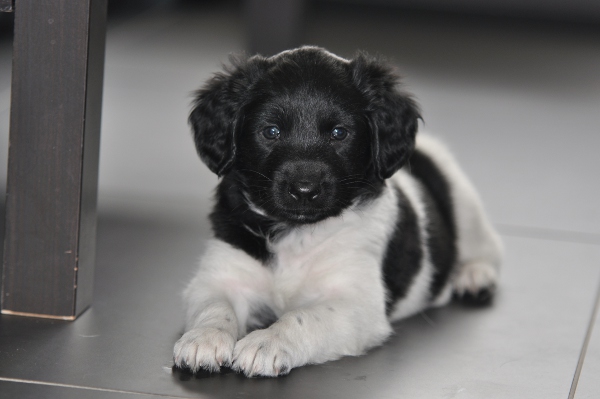 Stabyhoun.nl Stabyhoun.nl