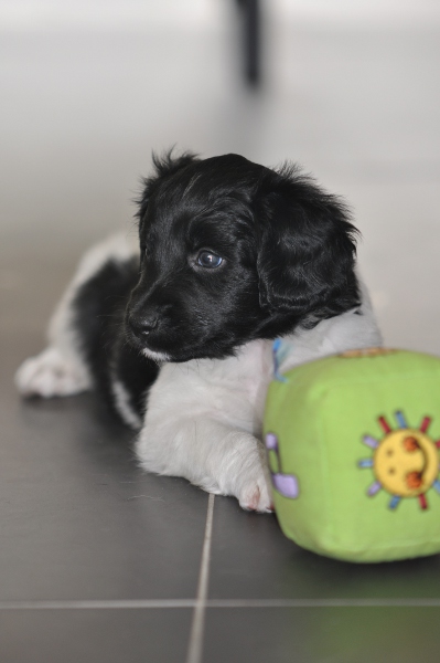 Stabyhoun.nl Stabyhoun.nl