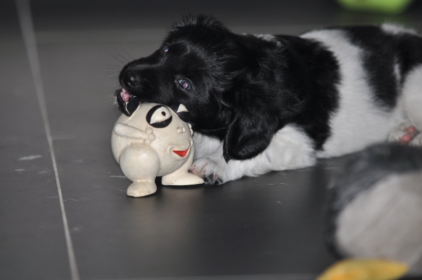 Stabyhoun.nl Stabyhoun.nl