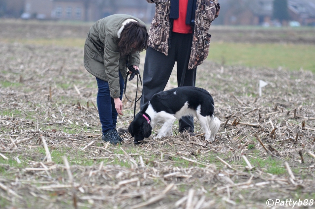 Stabyhoun.nl Stabyhoun.nl