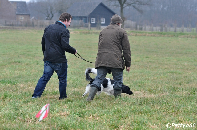 Stabyhoun.nl Stabyhoun.nl