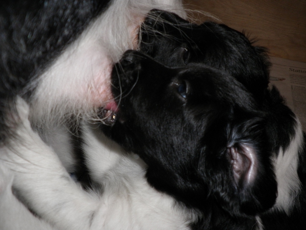 Stabyhoun.nl Stabyhoun.nl