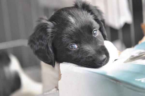 Stabyhoun.nl Stabyhoun.nl