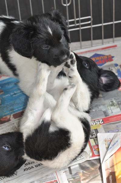 Stabyhoun.nl Stabyhoun.nl