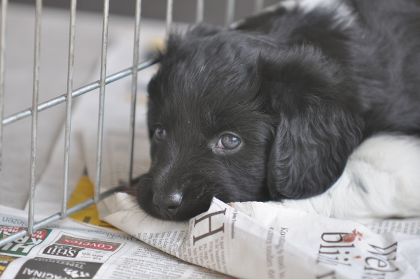 Stabyhoun.nl Stabyhoun.nl