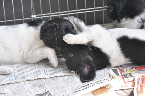 Stabyhoun.nl Stabyhoun.nl