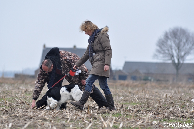 Stabyhoun.nl Stabyhoun.nl