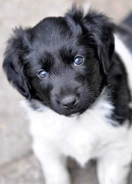 Stabyhoun.nl Stabyhoun.nl