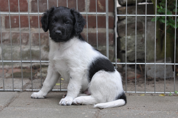 Stabyhoun.nl Stabyhoun.nl