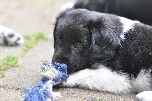 Stabyhoun.nl Stabyhoun.nl