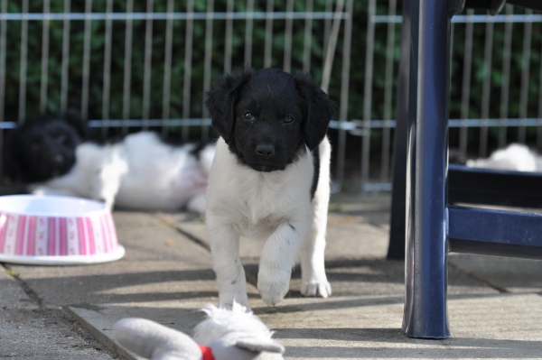 Stabyhoun.nl Stabyhoun.nl