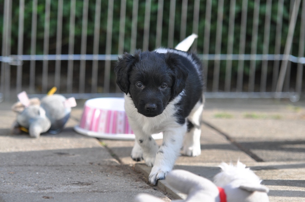 Stabyhoun.nl Stabyhoun.nl