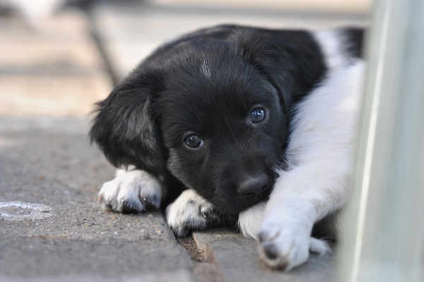 Stabyhoun.nl Stabyhoun.nl