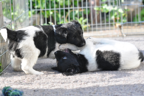 Stabyhoun.nl Stabyhoun.nl