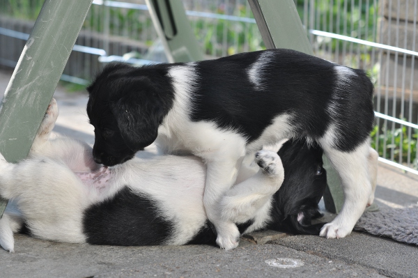 Stabyhoun.nl Stabyhoun.nl