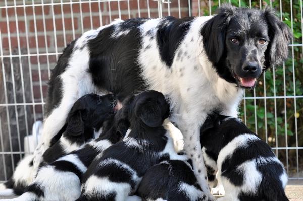 Stabyhoun.nl Stabyhoun.nl